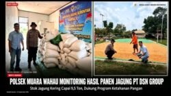 Dukung Ketahanan Pangan! Polsek Muara Wahau Pantau Panen Jagung PT DSN Group, Stok Kering Capai 9,5 Ton