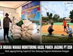 Dukung Ketahanan Pangan! Polsek Muara Wahau Pantau Panen Jagung PT DSN Group, Stok Kering Capai 9,5 Ton