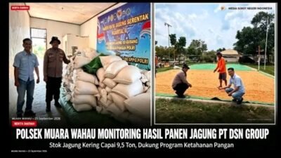 Dukung Ketahanan Pangan! Polsek Muara Wahau Pantau Panen Jagung PT DSN Group, Stok Kering Capai 9,5 Ton